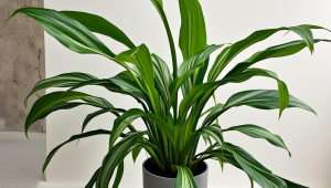 palapaweb 安卓php服务器-php的服务器 apk