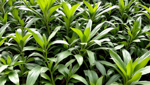 ae云服务器可以追到钱吗-黑客说ae云服务器