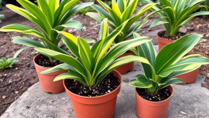 ff14二区服务器列表-ff14几个服务器