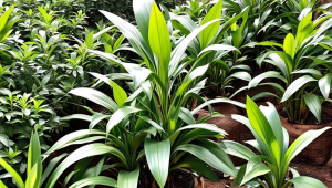 1.7.10纯净服务器-纯净服务器不匹配什么情况