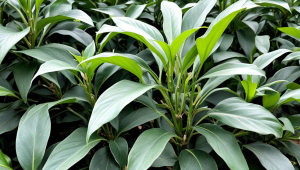 服务器是什么的-“服务器是什么”